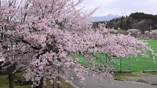 明桜高校の春〜MEIOH IN SPRING〜